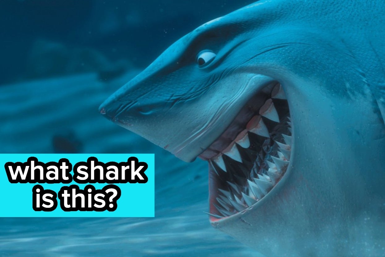 Animated shark with sharp teeth, slightly smiling. Text asks, "what shark is this?" Image is part of an article in the Animals category