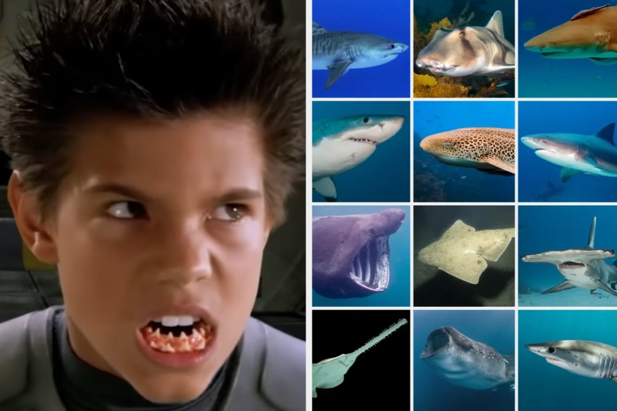 Person snarling with shark-like teeth next to a collage of various sharks, including tiger and hammerhead species