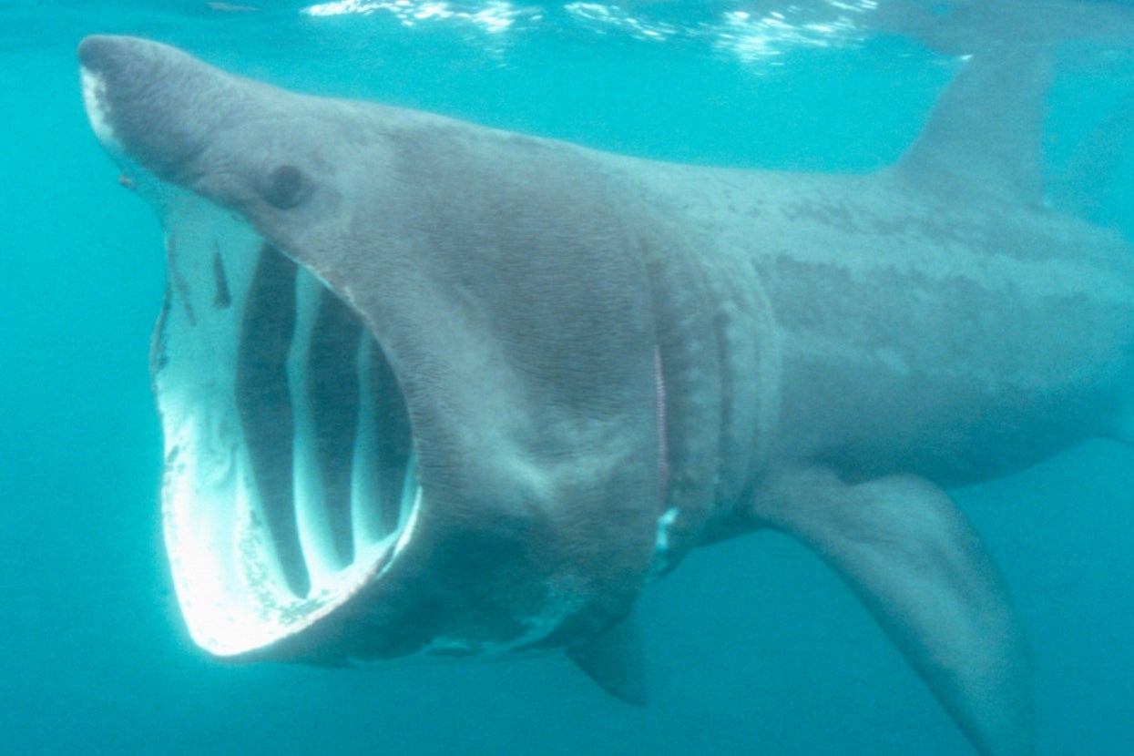 A large basking shark swims with its mouth wide open, filtering plankton from the ocean water