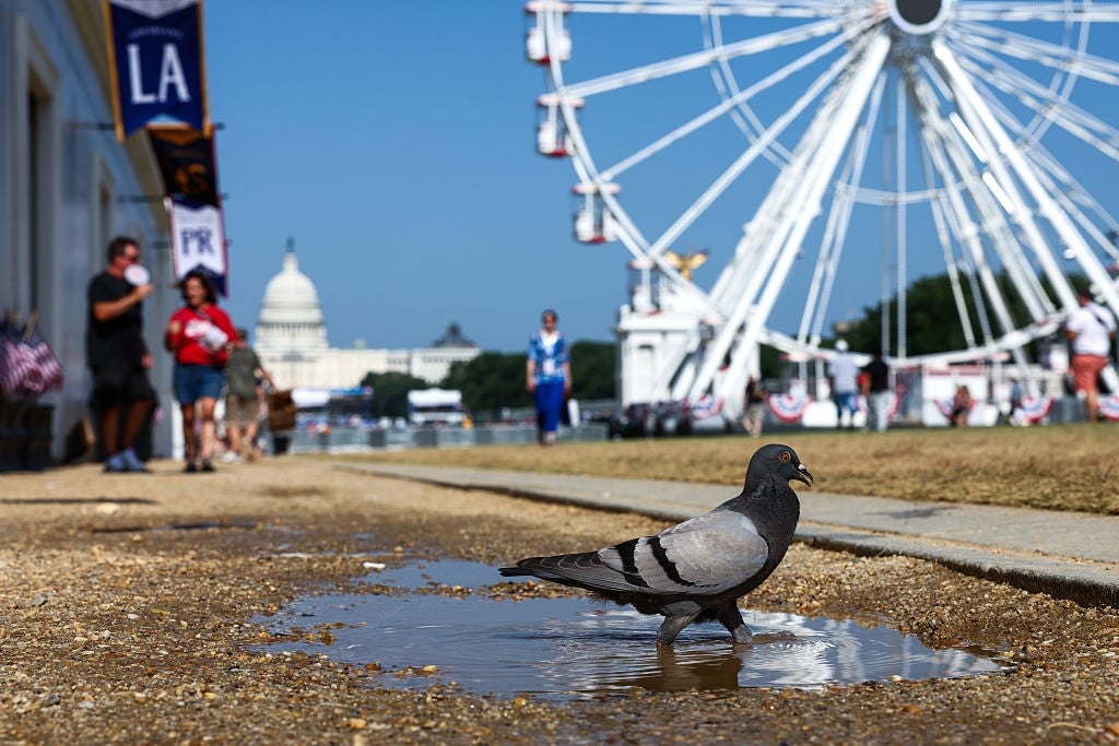 Pigeon lasting successful a puddle with the U.S. Capitol and a Ferris instrumentality disposable successful the inheritance connected a sunny day