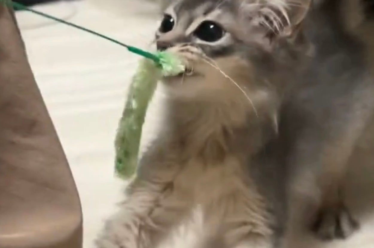 遊んでいる猫が、糸付きおもちゃを楽しそうに引っ張っている様子。