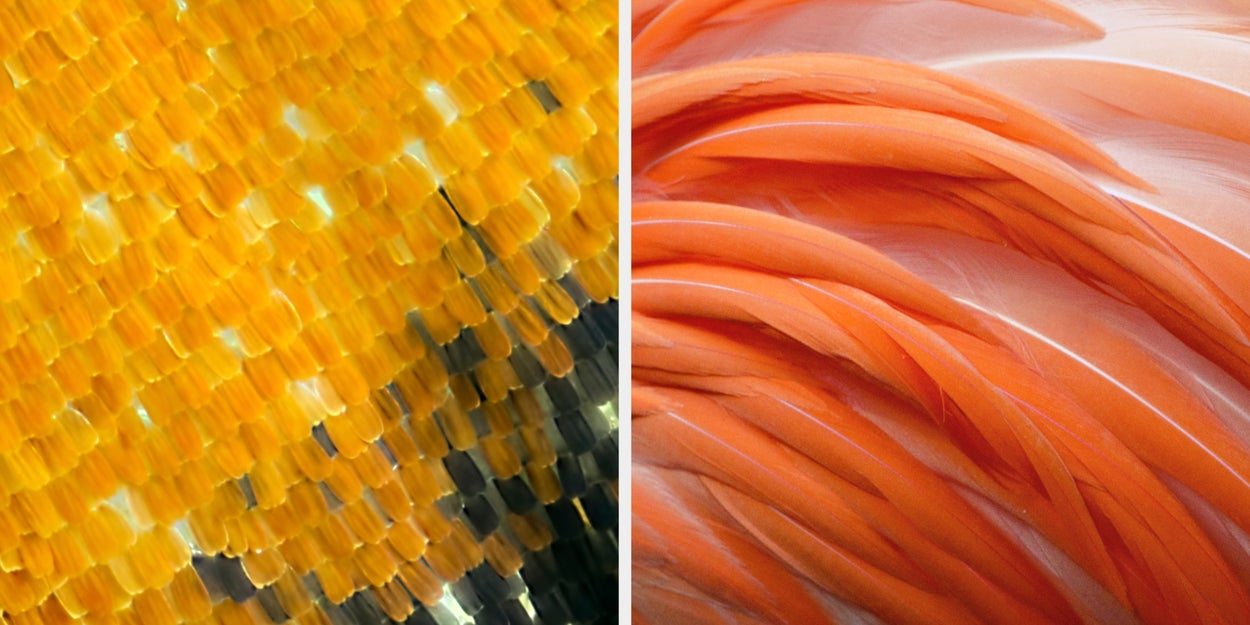 Can You Name The Animal From The Super Zoomed-In Photo?