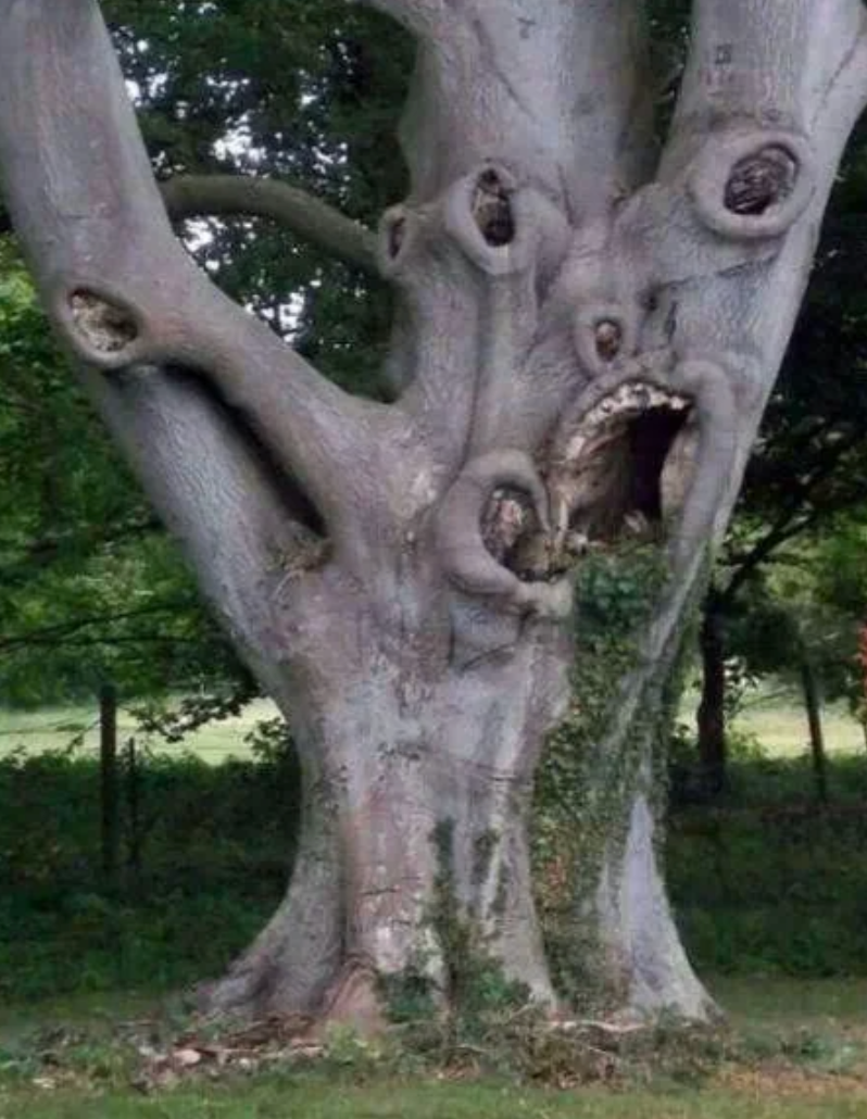 A histrion with a trunk forming what looks similar a gaping rima and eyes, resembling a face, surrounded by lush foliage
