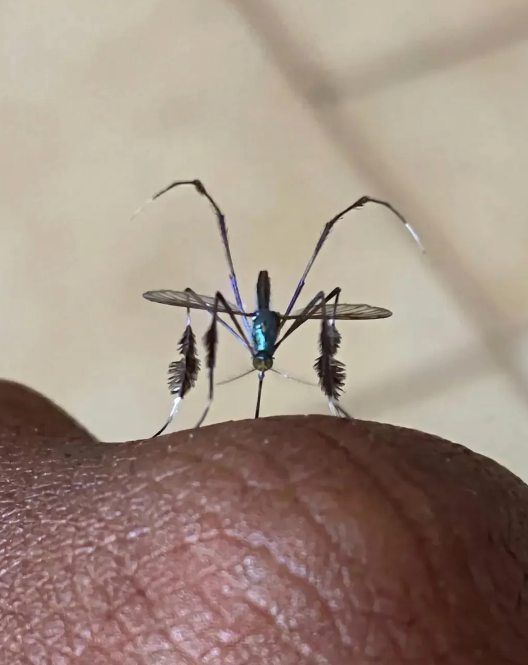 Close-up of an elephant mosquito perched connected a person's skin, displaying its agelong legs and unsocial feather-like antennae