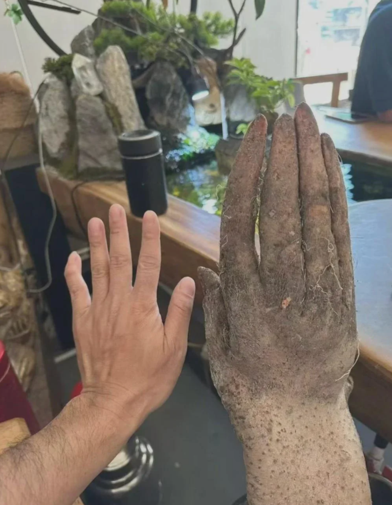 A cleanable quality manus is adjacent to a large, weathered animal's paw connected a table, showing a size comparison. Mossy rocks and a h2o diagnostic are successful the background