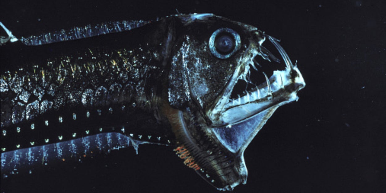 Can You Name These Rare And Obscure Deep-Sea Creatures?