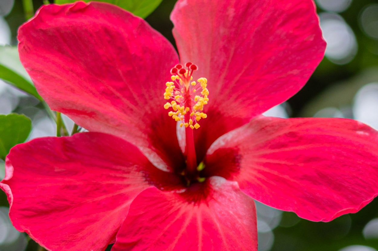 Plan An East Coast Trip And We'll Guess Your Favorite Flower