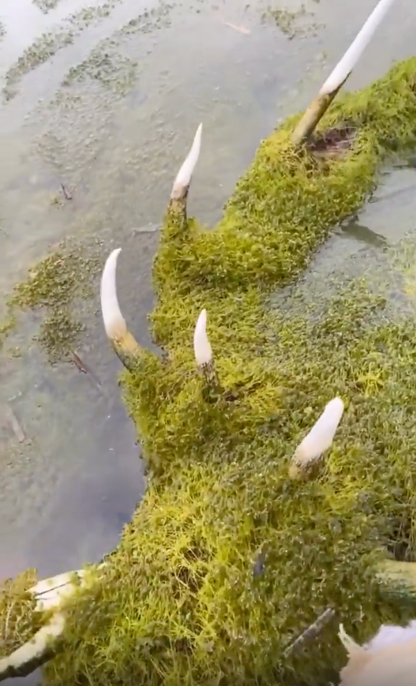 Large, moss-covered horns protrude from a h2o surface