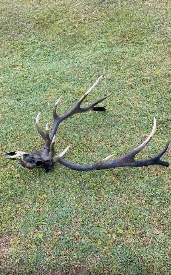 Large antlered skull lying connected grass. The antlers are branching and asymmetrical