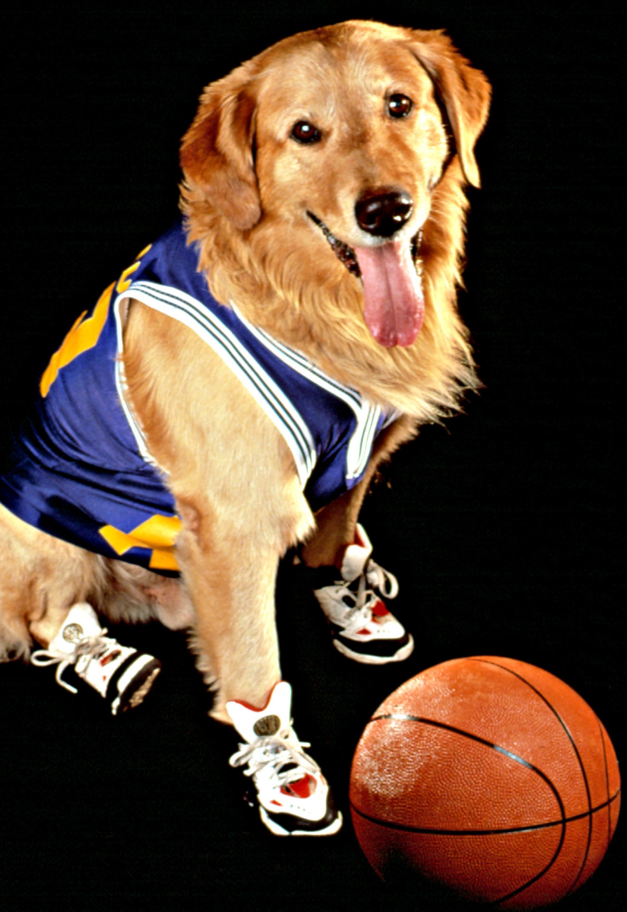 Child and dog wearing basketball jerseys on a court; child holds a basketball