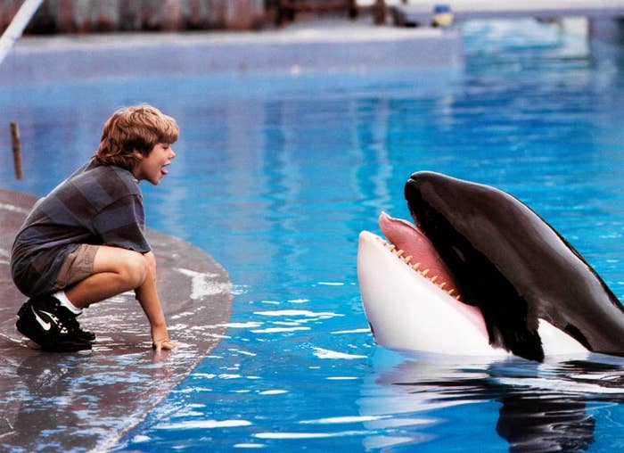 A young boy interacts excitedly with an orca at a pool's edge