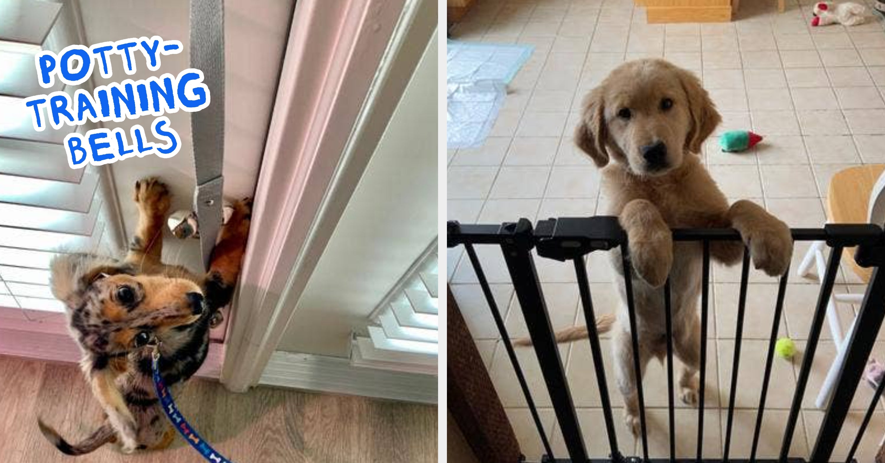 30 Things From Chewy Dog Owners Should Run, Not Walk, To Buy