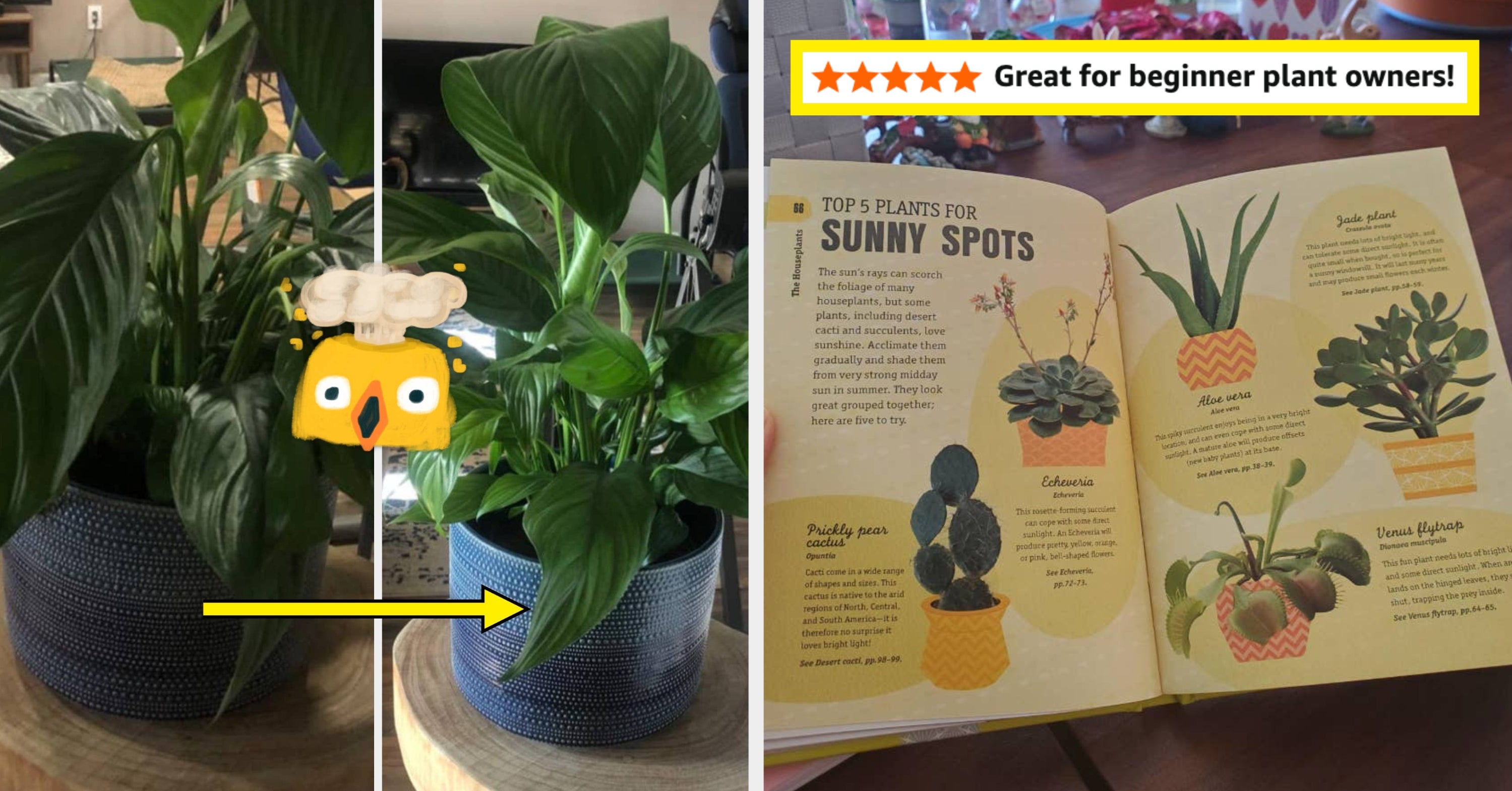 Keeping Plants Alive Is Hard, But These 27 Things Will Make It Just A Little Bit Easier