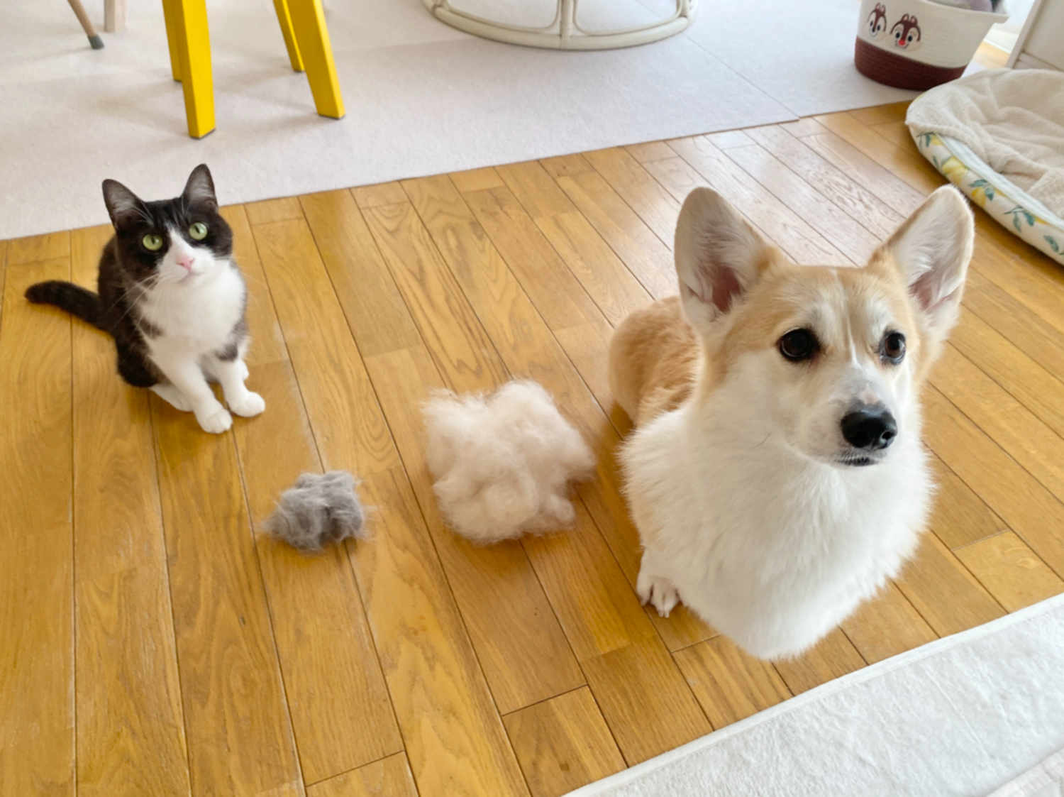 ちくわぶちゃん（左）とあんずちゃん（右）/飼い主さんのX（@Banana_corgi7）より