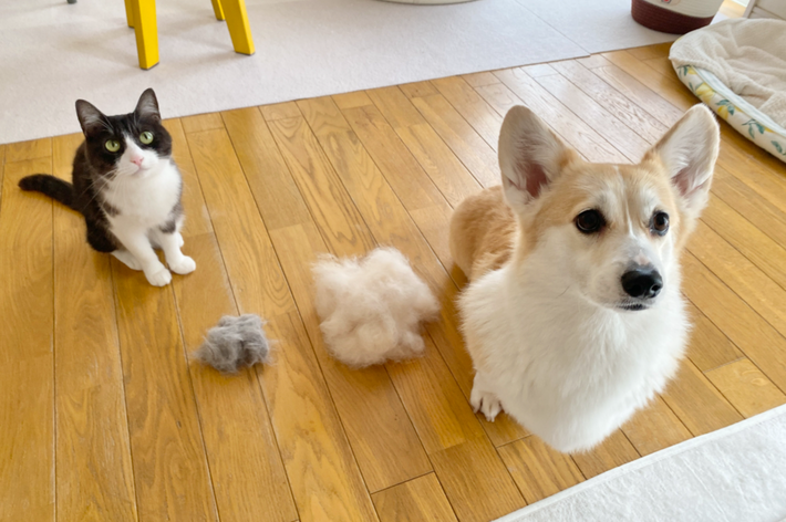 ちくわぶちゃん（左）とあんずちゃん（右）/飼い主さんのX（@Banana_corgi7）より