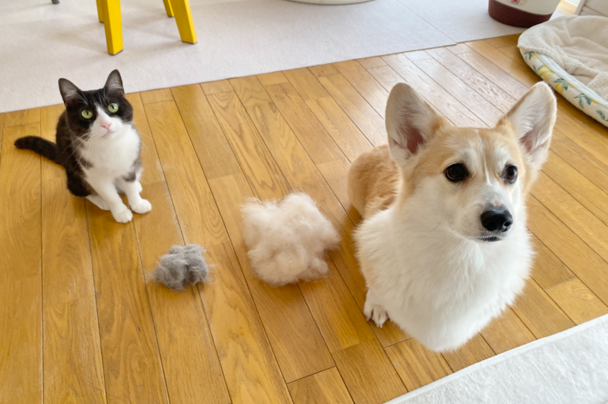 「幸せな忙しさ」飼い主に同時に甘えるワンコと猫ちゃんに「両手に花だね」「愛情表現が違ってかわいい」
