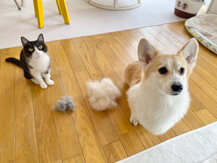 ちくわぶちゃん（左）とあんずちゃん（右）/飼い主さんのX（@Banana_corgi7）より