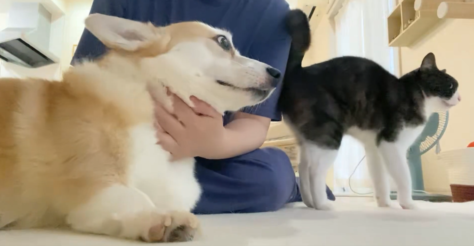 なでられるあんずちゃん（左）とちくわぶちゃん（右）/飼い主さんのX（@Banana_corgi7）より