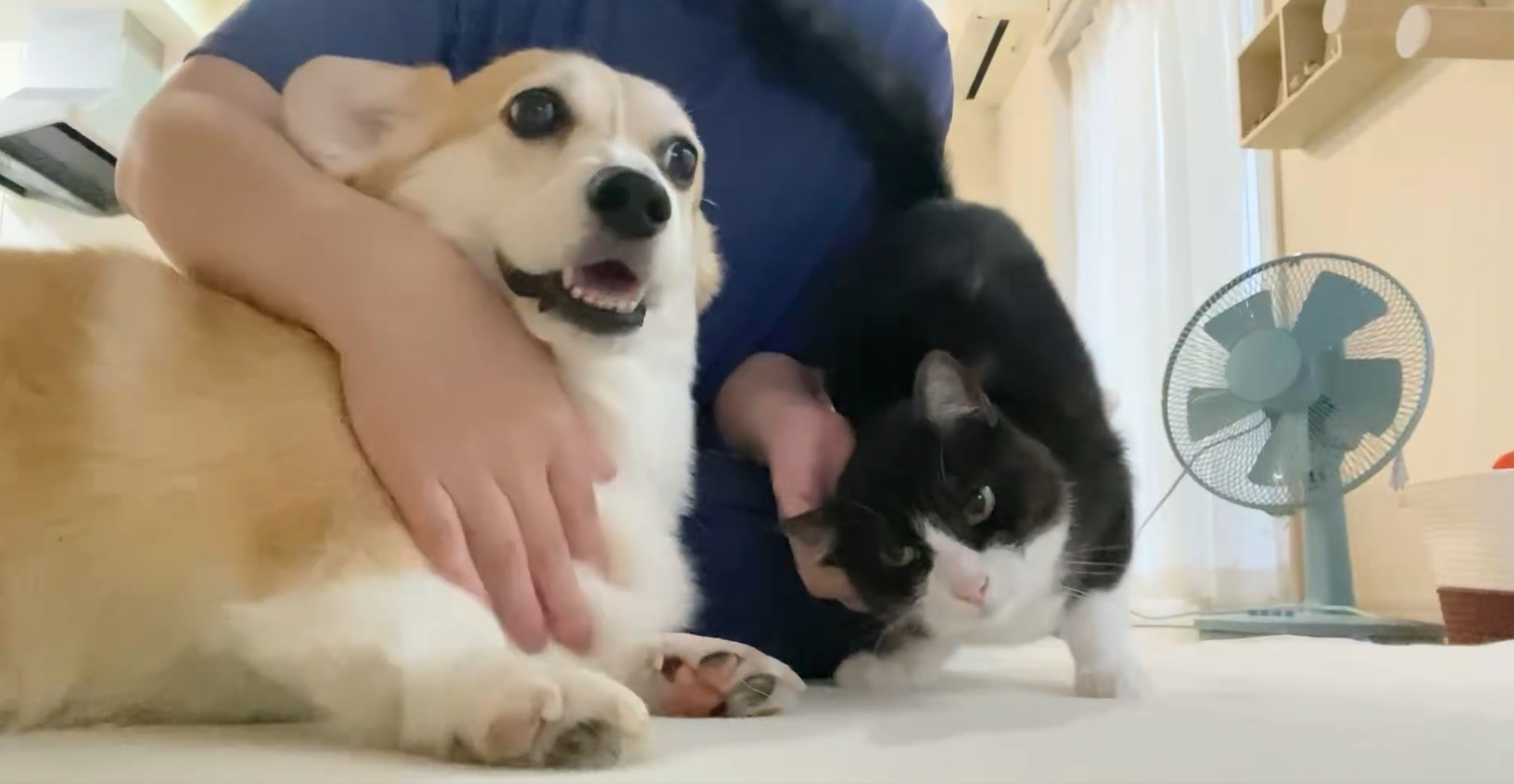 なでられるあんずちゃん（左）とちくわぶちゃん（右）/飼い主さんのX（@Banana_corgi7）より