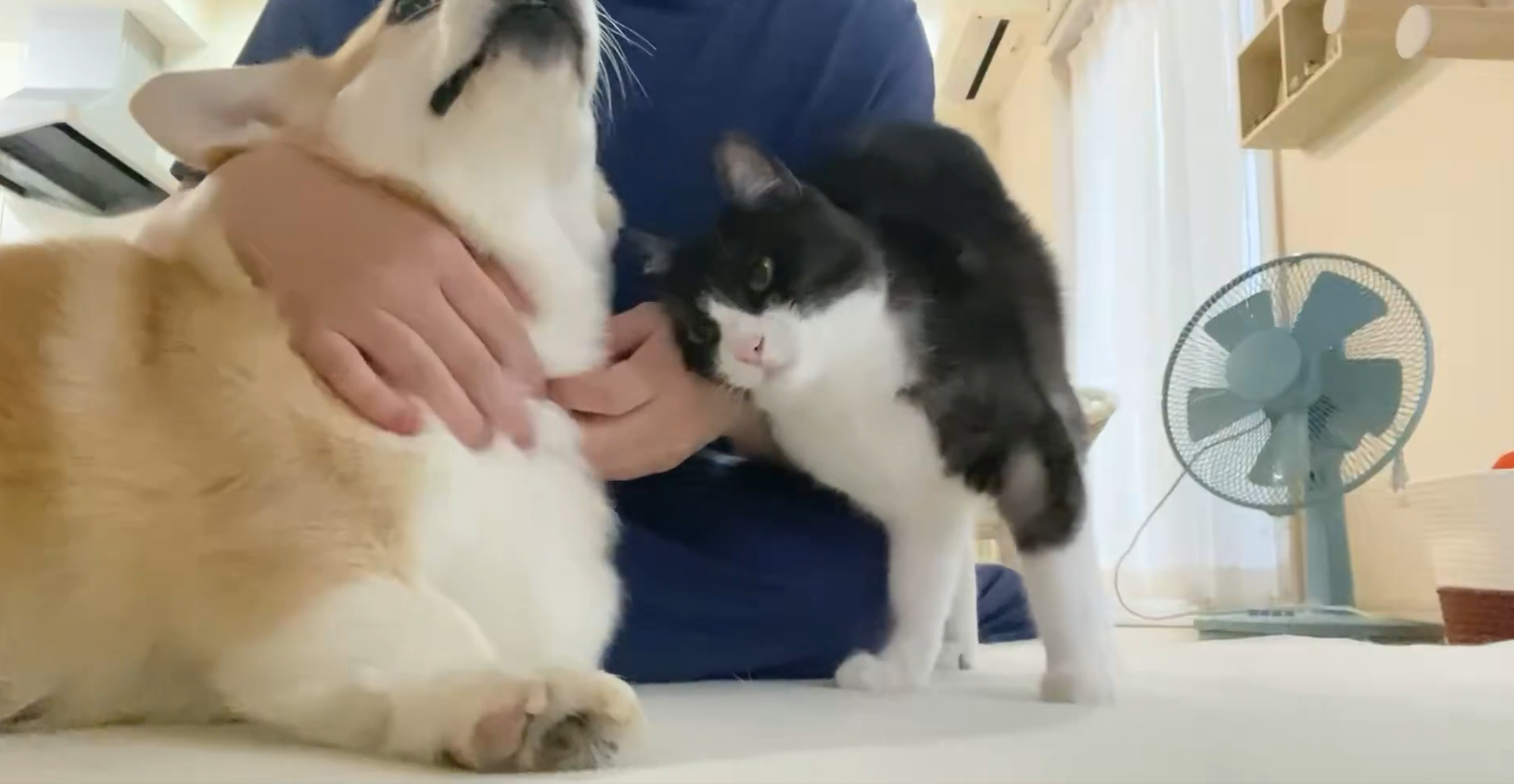 なでられるあんずちゃん（左）と頭をスリスリするちくわぶちゃん（右）/飼い主さんのX（@Banana_corgi7）より