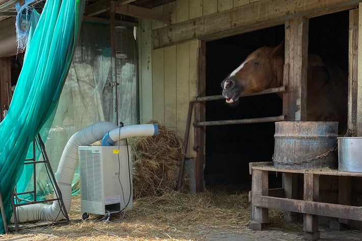 建物内から外を見ている馬。周囲には藁と給餌装置がある。