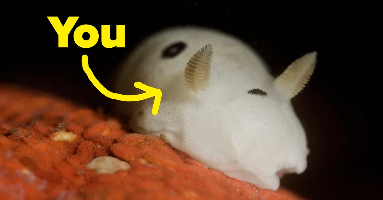 Spend A Day As A Sea Bunny And We’ll Tell You Which Ocean You Belong In - BuzzFeed image