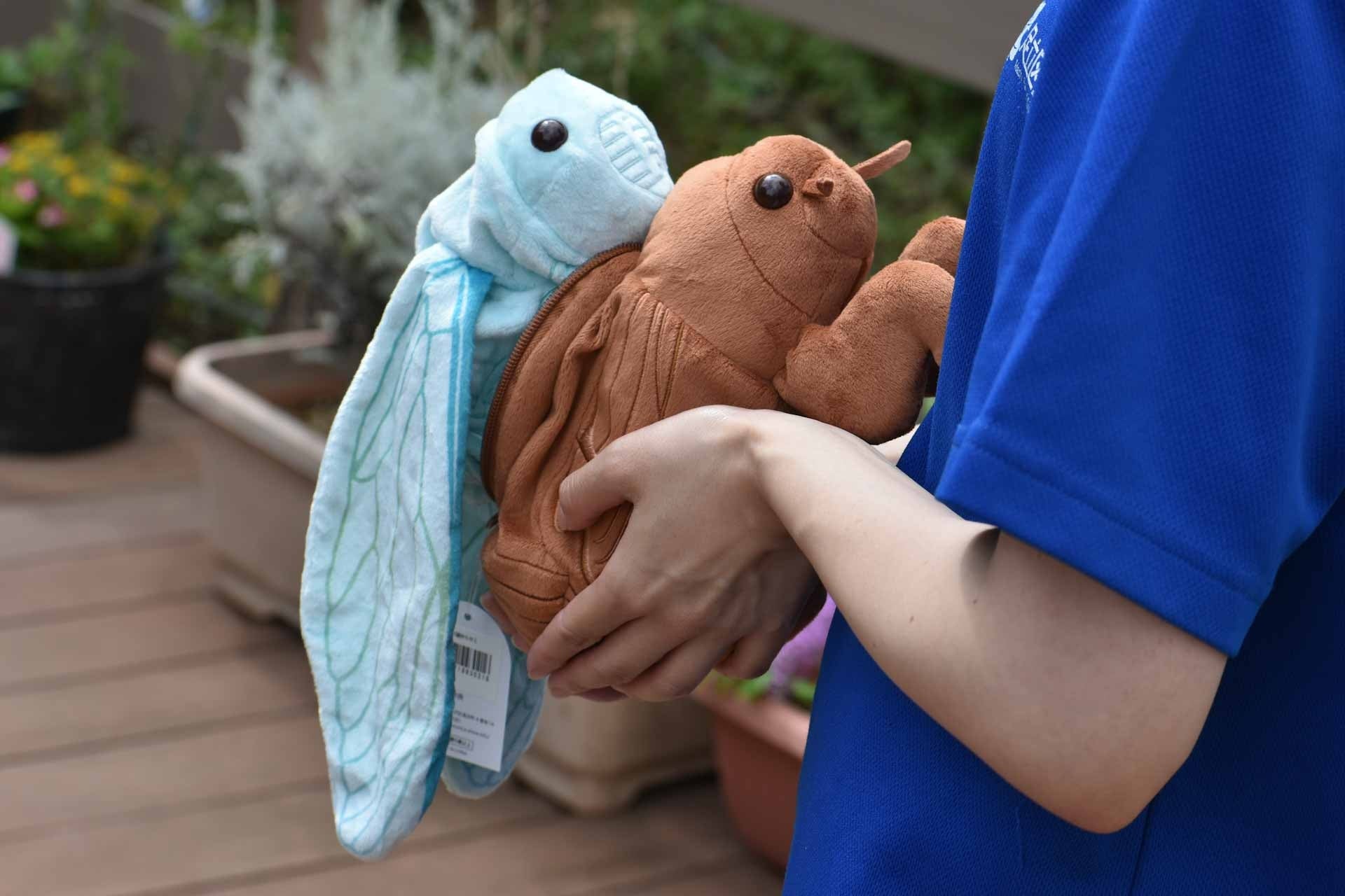 セミが羽化するぬいぐるみを抱っこしているところ / 足立区生物園オンラインショップより