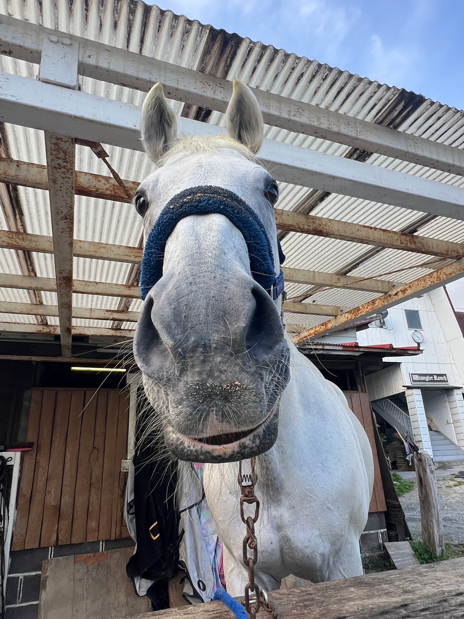 引退競走馬の「スズカクロフネ」（mooooさんのXアカウントより）