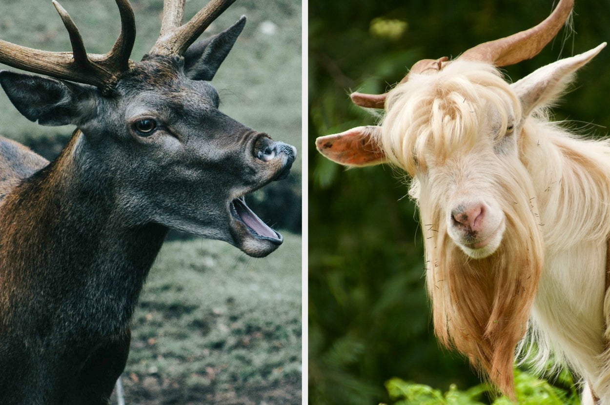 Deer and goat side by side; the deer has antlers and an open mouth, while the goat has long hair and a calm expression