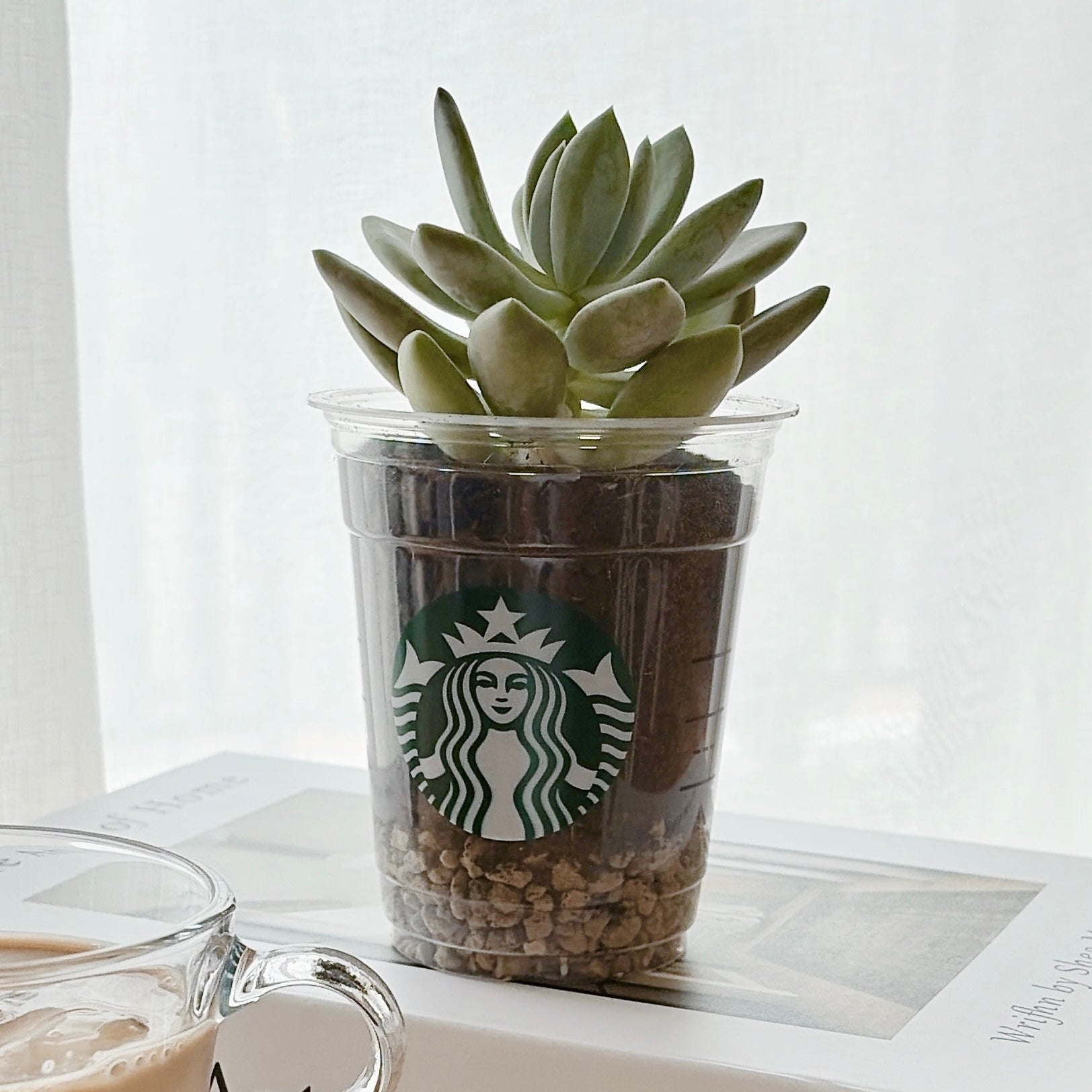 スターバックスのカップに植えられた多肉植物。シンプルでモダンなインテリアデザイン。
