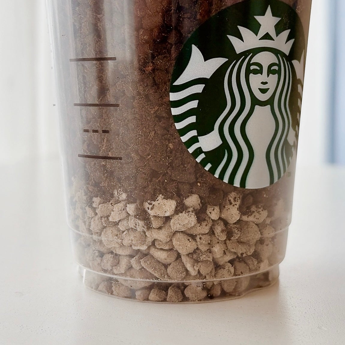 スターバックスのカップに入った土の状態。
