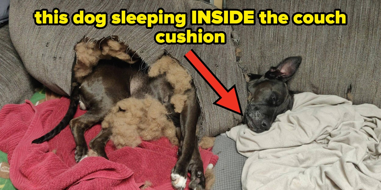 45 Hilarious Photos Of Pets Being Total Menaces