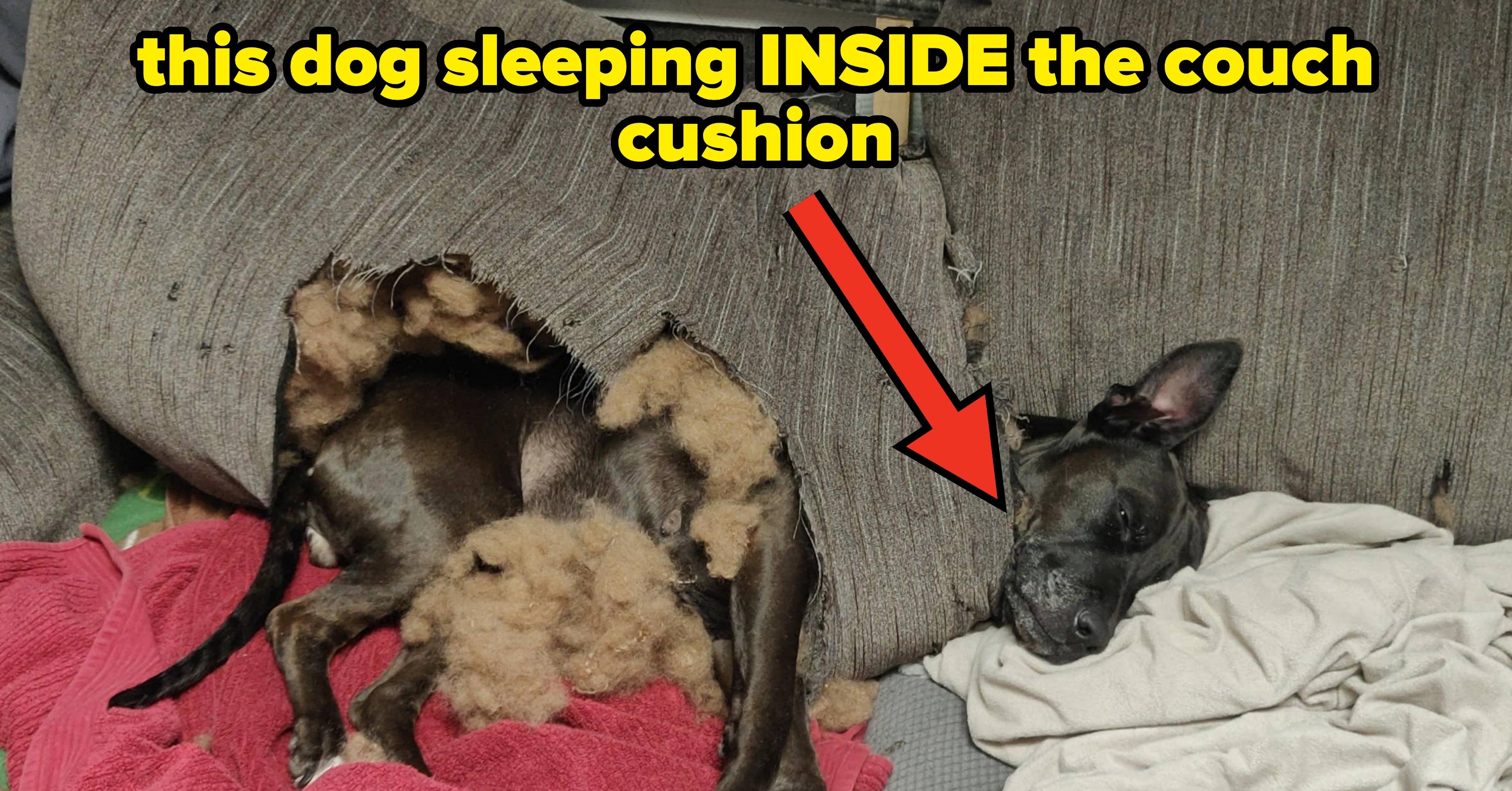 Just 45 Photos Of Pets Acting Like Absolute Menaces That'll Make You Laugh So Hard You'll Forget They Destroyed Your Couch