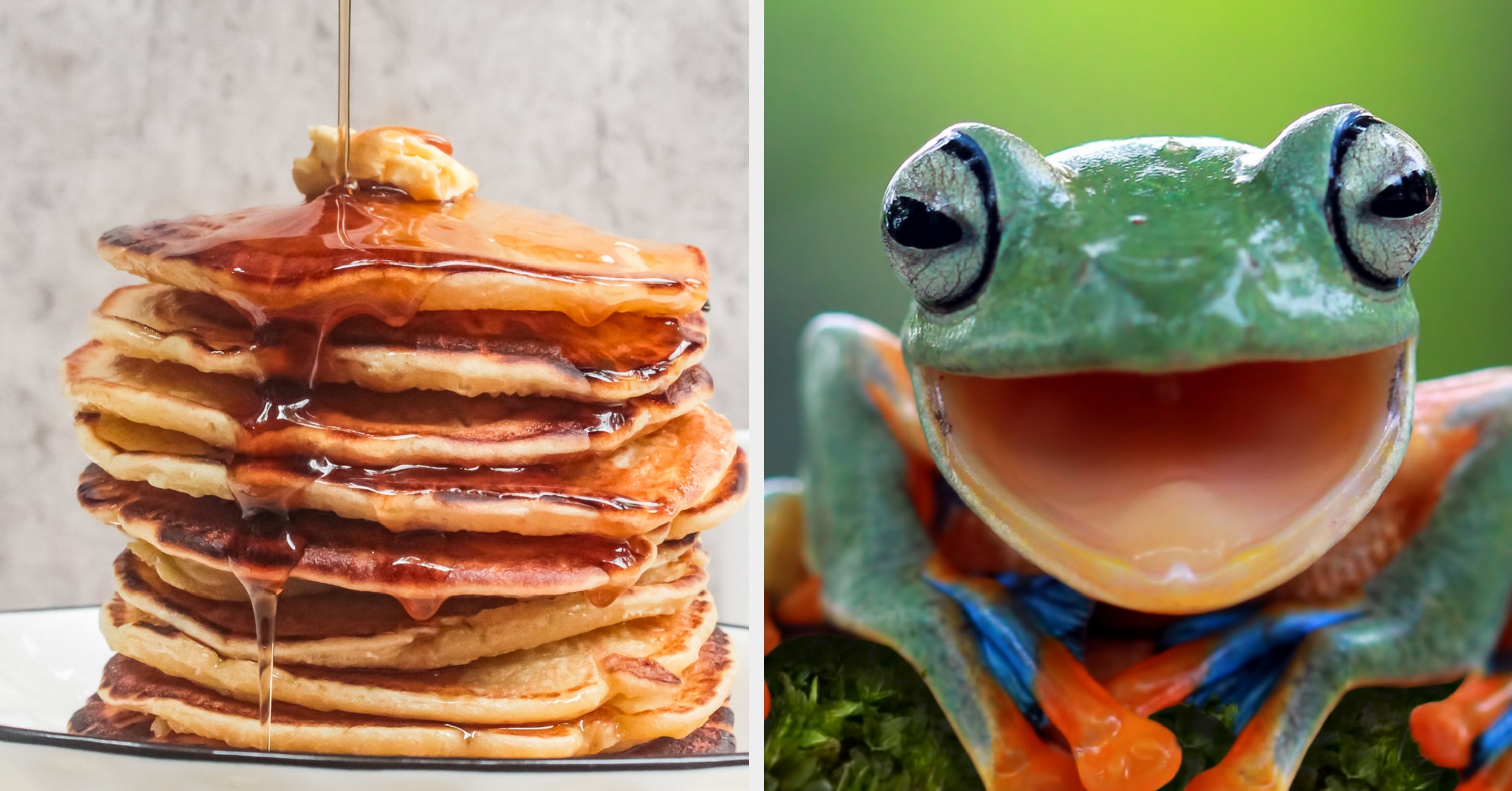 Everybody Has A Frog That Really Represents Their Soul — Eat Some Foods And I'll Reveal Your Froggy Twin