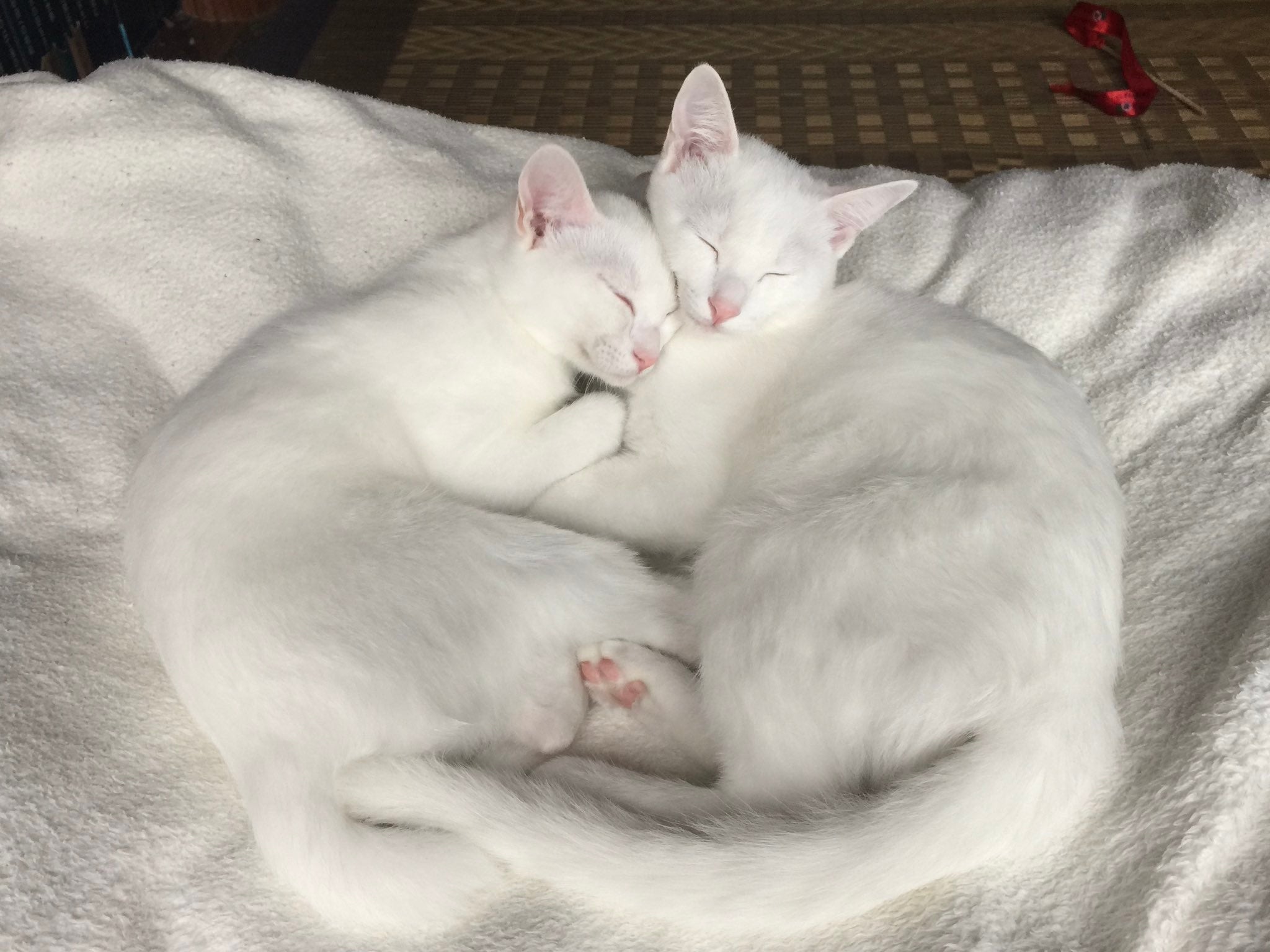 成長した心ちゃん（右）と空ちゃん（左）
