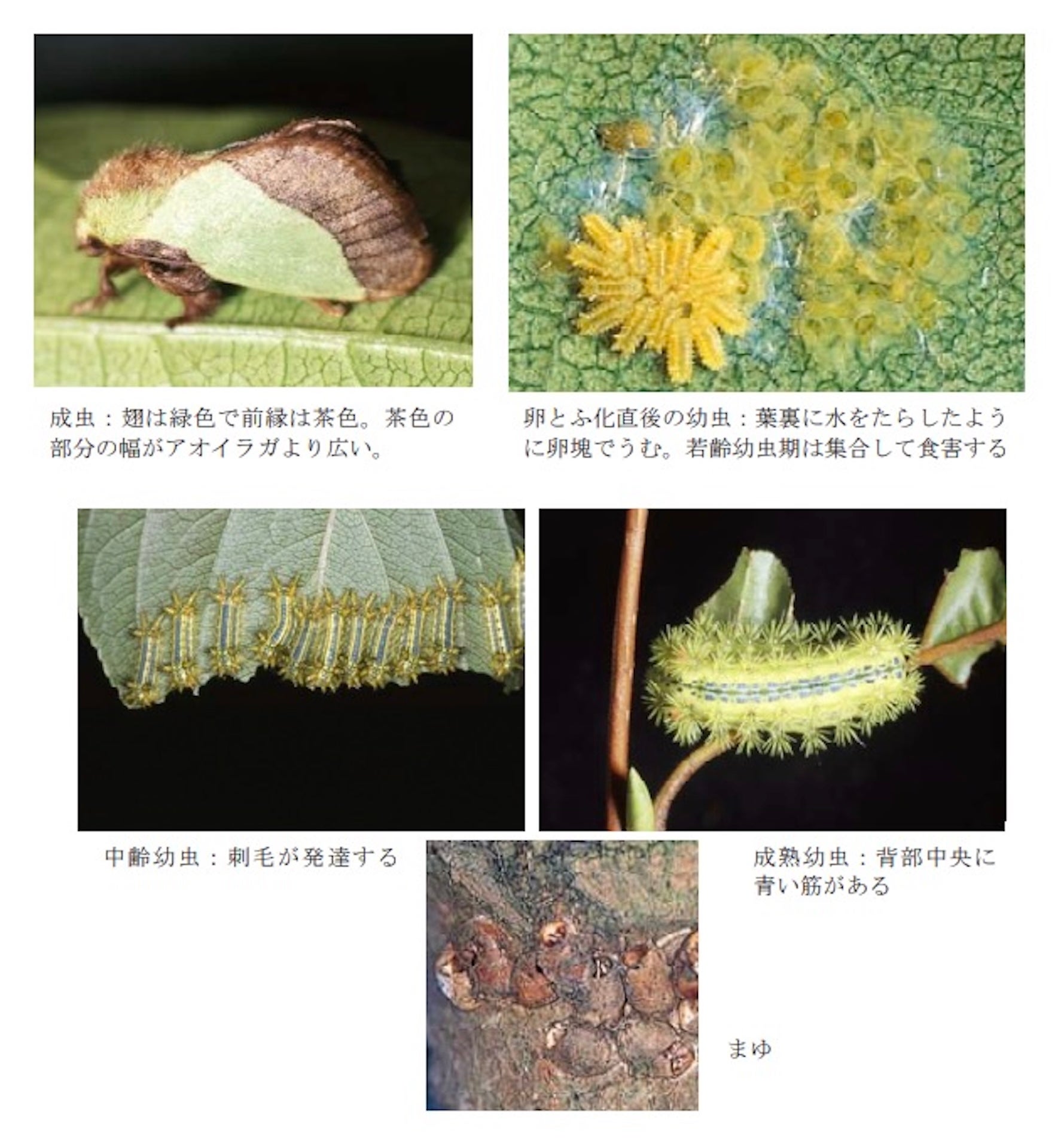 イラガ類（環境省の公式サイトより）