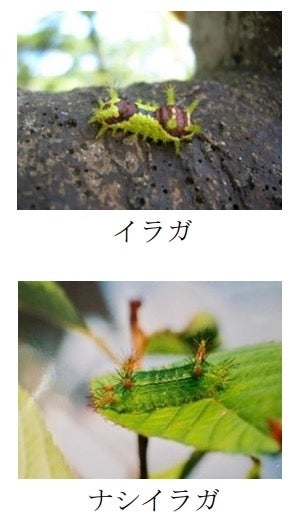 イラガ、ナシイラガの幼虫（倉吉市公式サイトより）