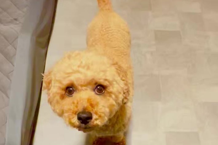 床にいる巻き毛の小型犬がカメラを見上げている。