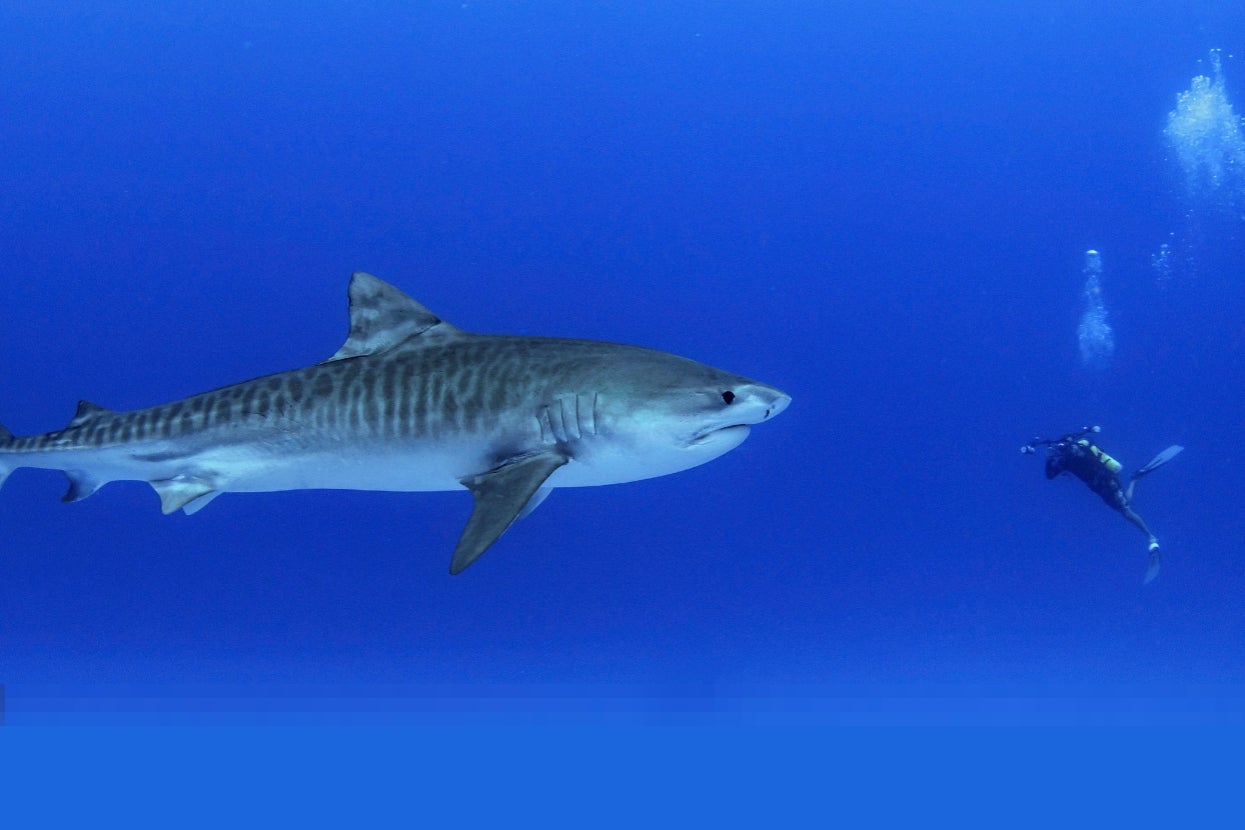 A large tiger shark swims near a scuba diver in open ocean waters, highlighting their size difference
