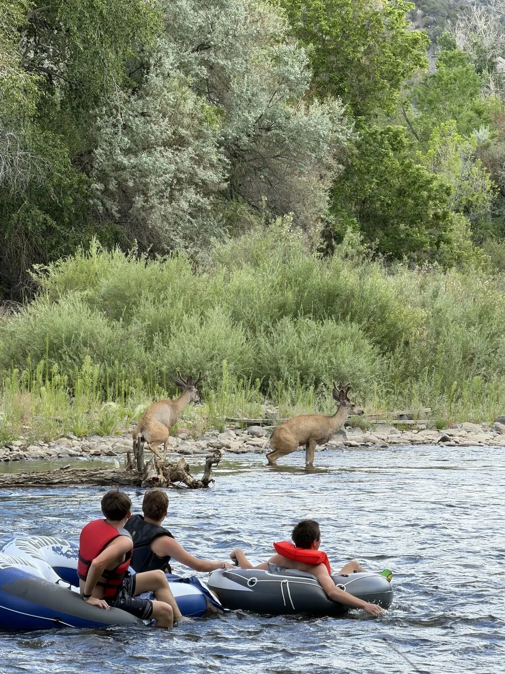 People in inflatable rafts on a river observe two deer standing on the bank surrounded by dense greenery