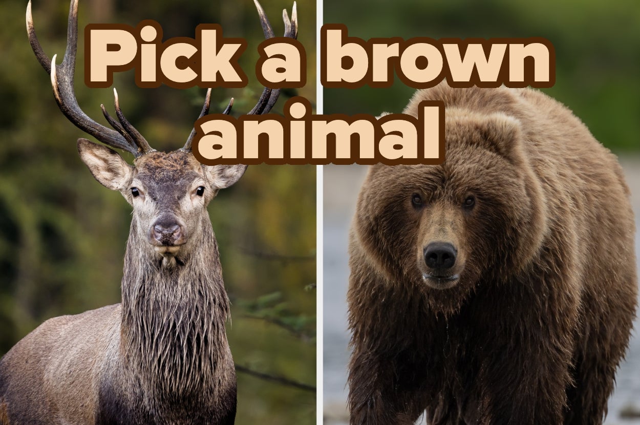 Split image: One side shows a deer with large antlers, and the other side shows a bear. Text reads "Pick a brown animal."