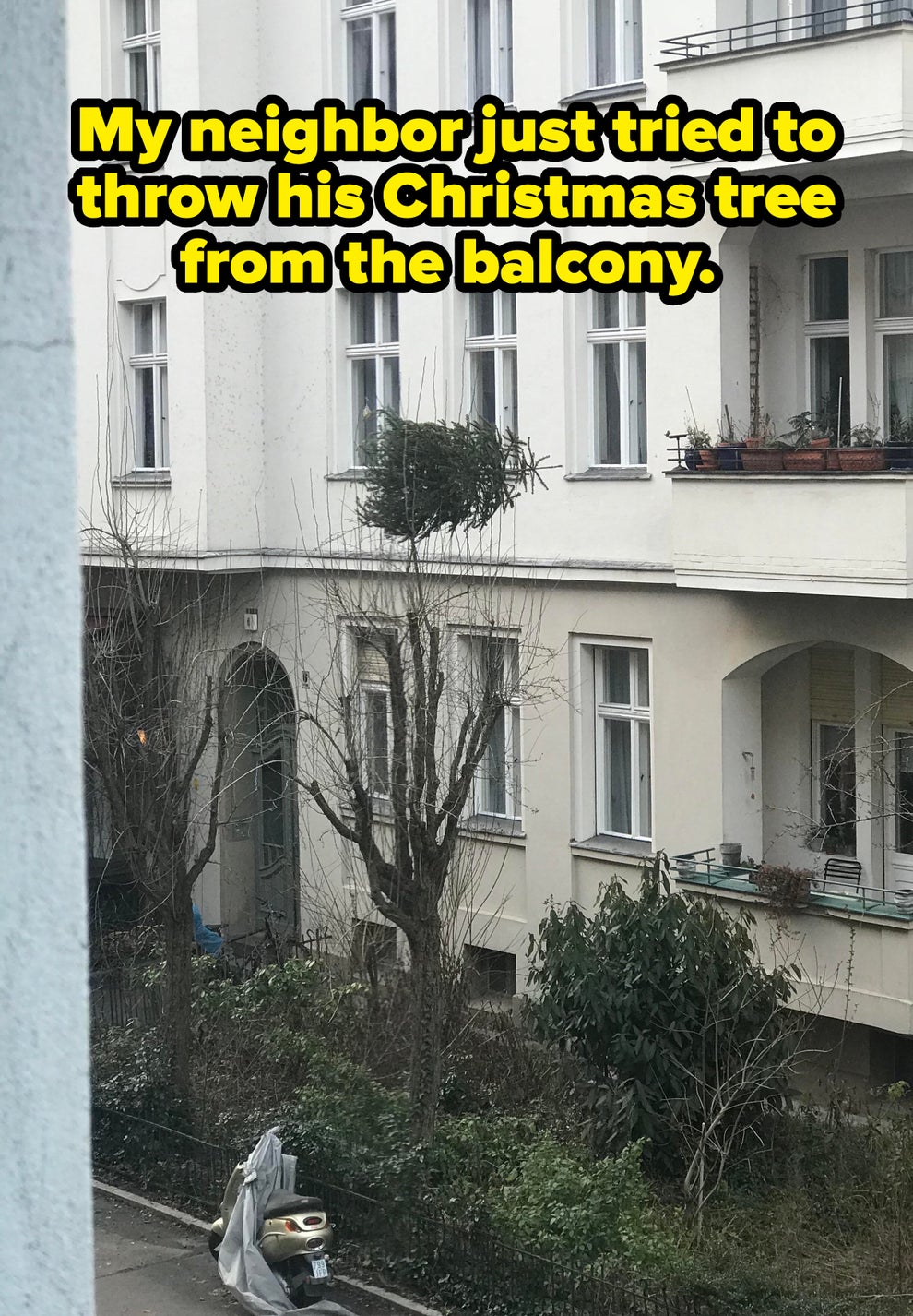A small tree has grown in an unusual spot on top of a taller tree trunk near a building with multiple windows