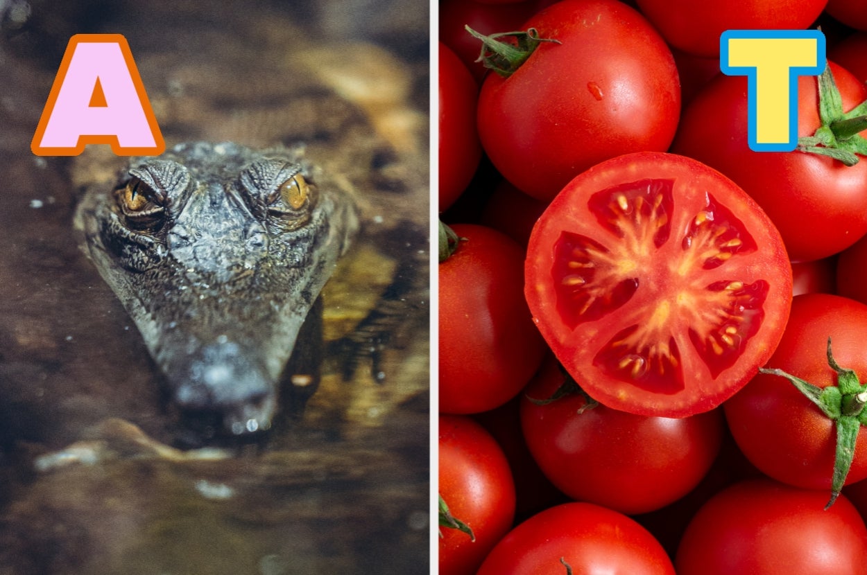 Split image: Left shows an alligator's head in water; right shows a close-up of tomatoes with one sliced open