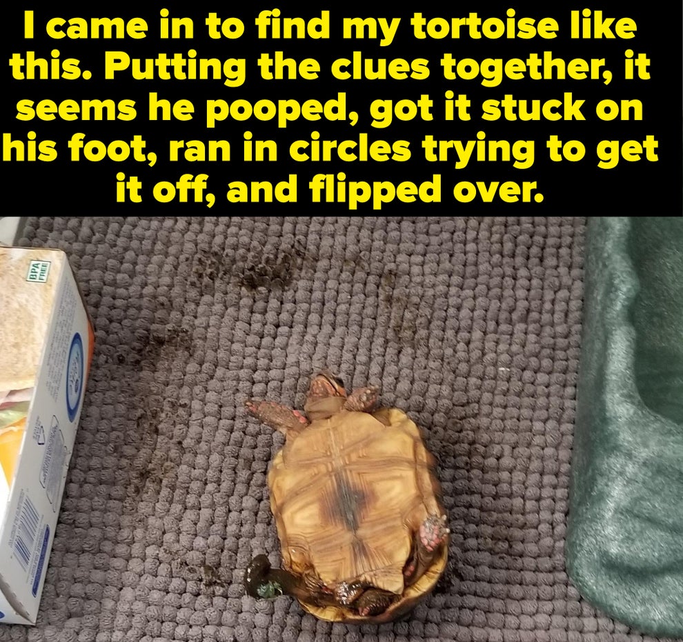 A turtle lies on its back on a textured mat indoors, next to a box and green object