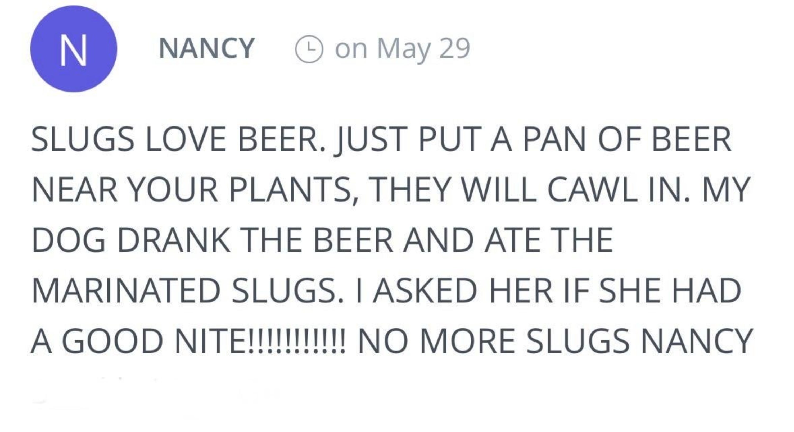 Text exchange about using beer to attract slugs. Nancy's dog drank the beer and ate the slugs