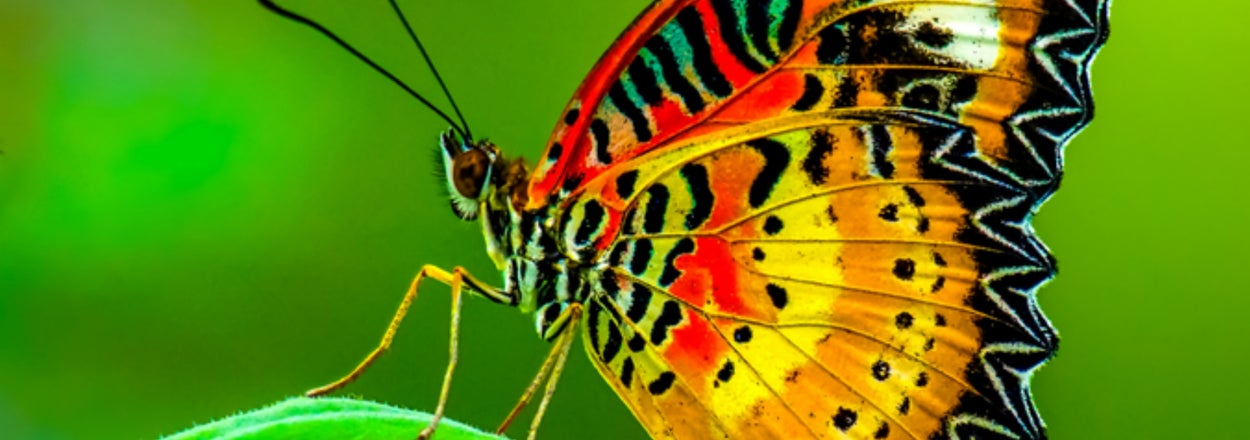 Eat At An Asian Buffet And I’ll Tell You Which Butterfly You Are