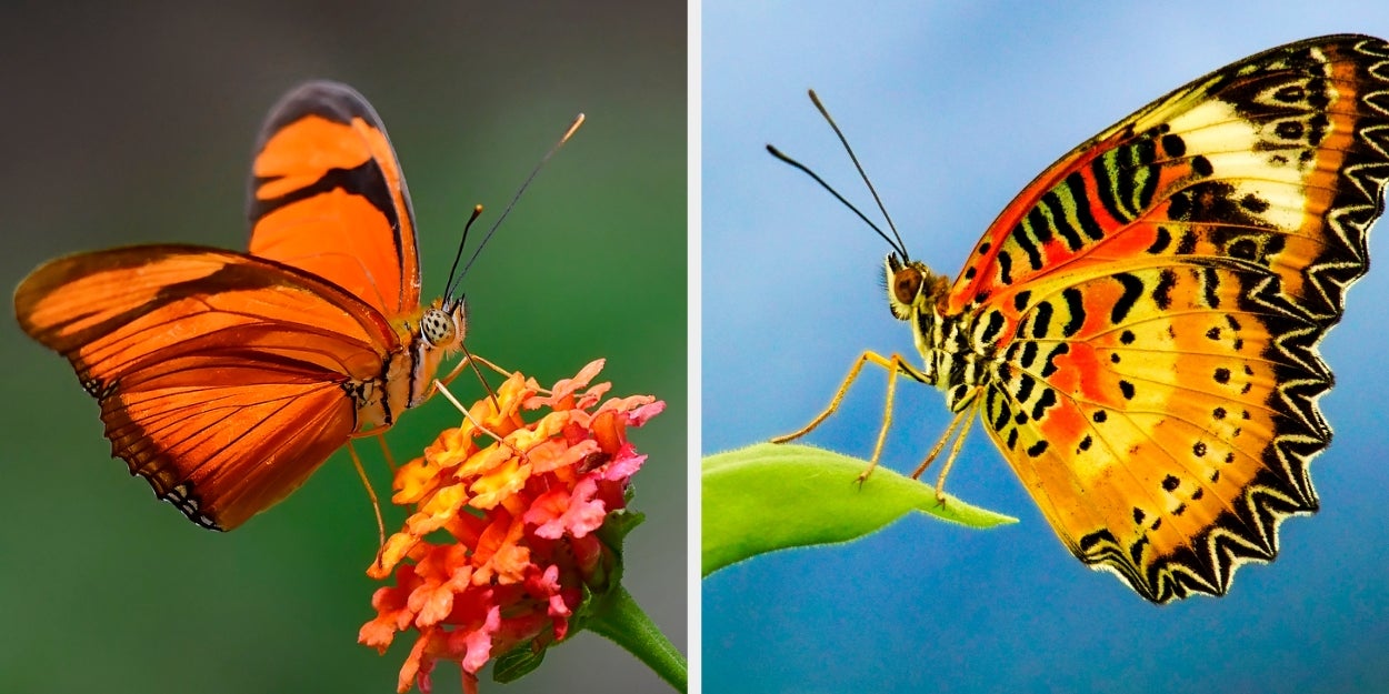 Eat At An Asian Buffet And I’ll Tell You Which Butterfly You Are