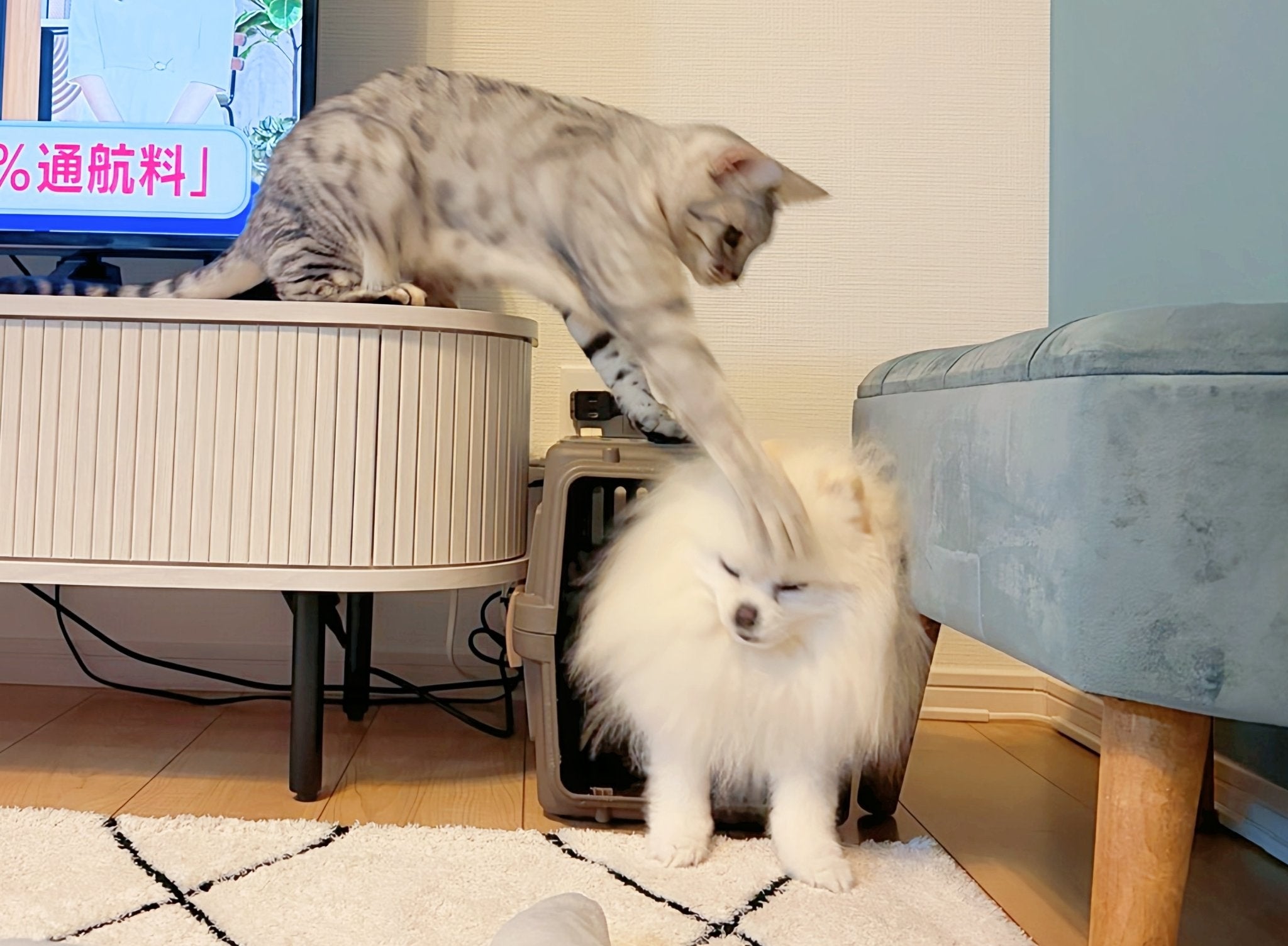 なぜかこめたくんに猫パンチをお見舞いするうにちゃん（おこめ屋さんのXアカウントより）