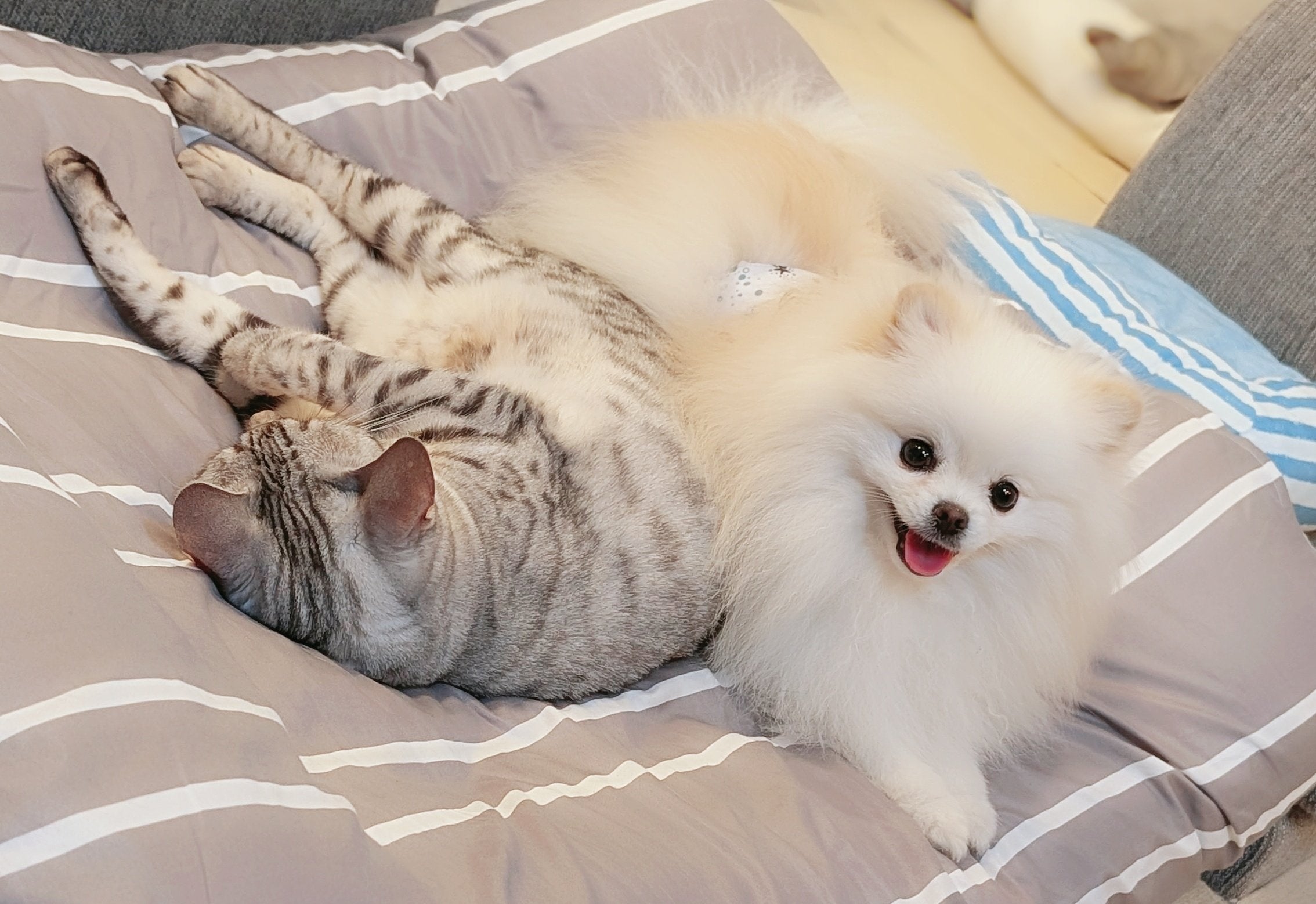仲良しな兄犬「こめた」くんと妹猫「うに」ちゃん（おこめ屋さんのXアカウントより）