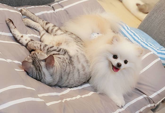仲良しな兄犬「こめた」くんと妹猫「うに」ちゃん（おこめ屋さんのXアカウントより）